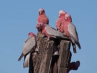 33-Galahs on watch at Well 42